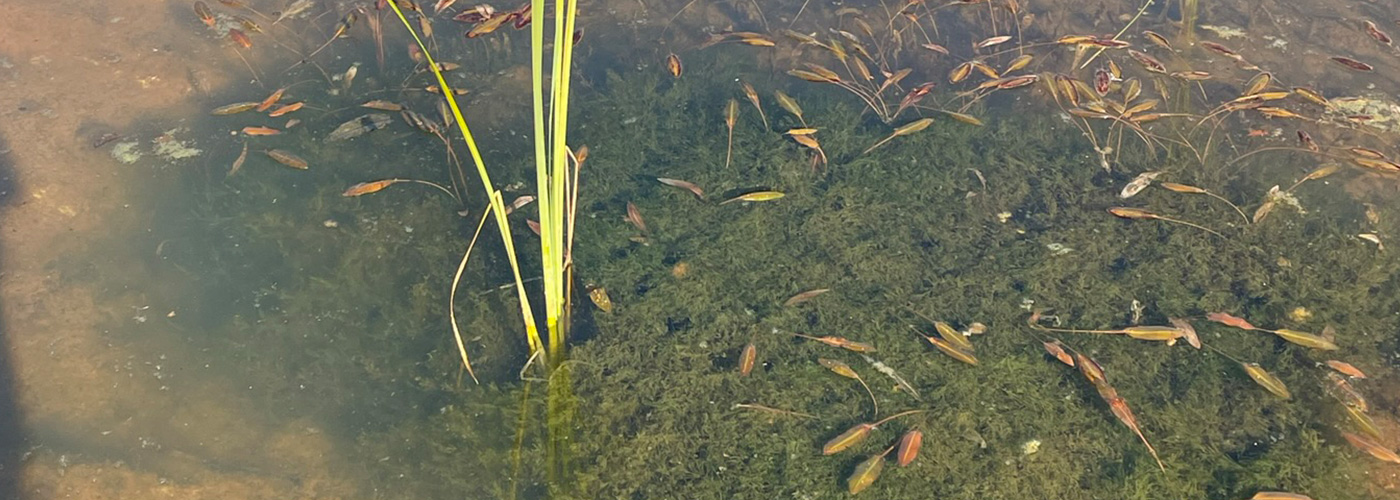 Charcas de Anfibios
